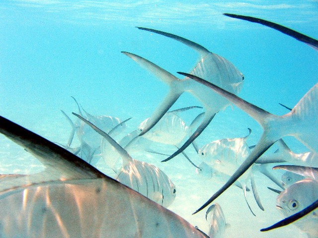 Palometa Fish