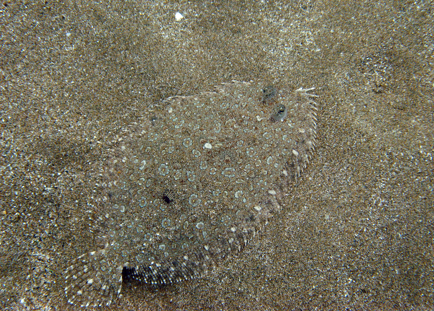 Panther flounder