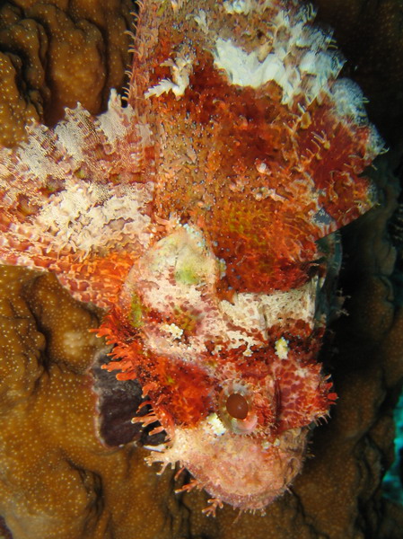 Papaun Scorpionfish