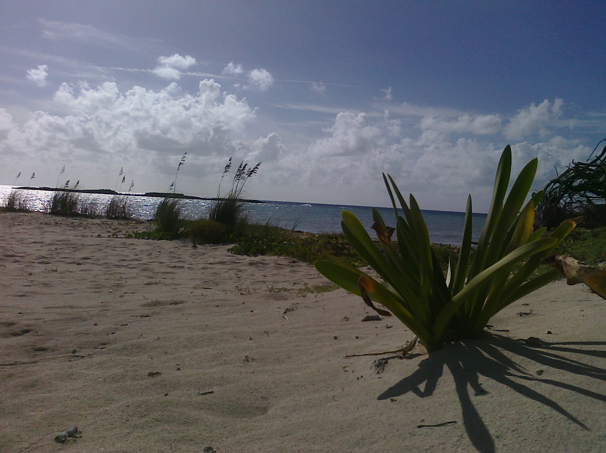 Paradise Cove, Grand Bahama