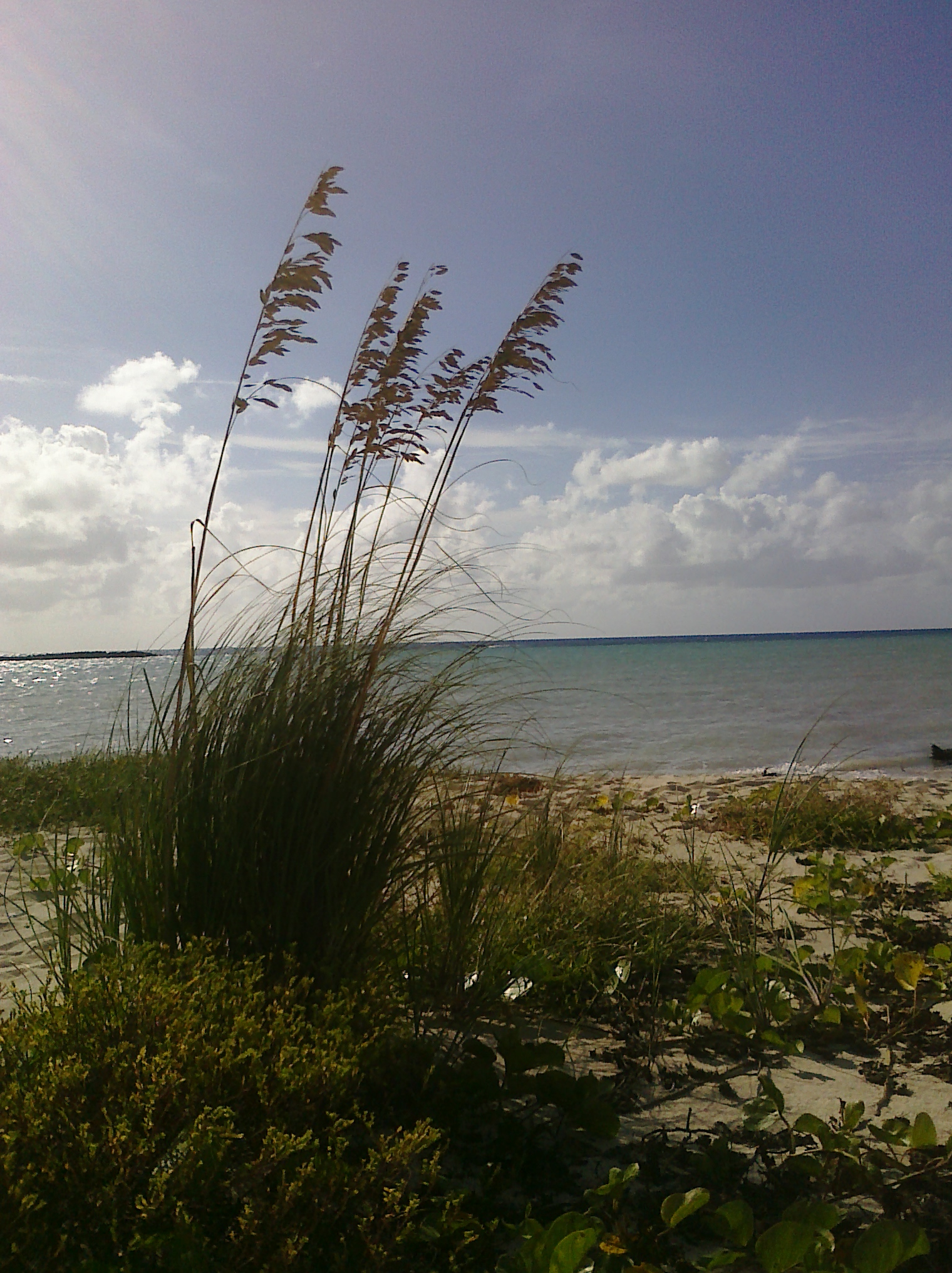 Paradise Cove, Grand Bahama