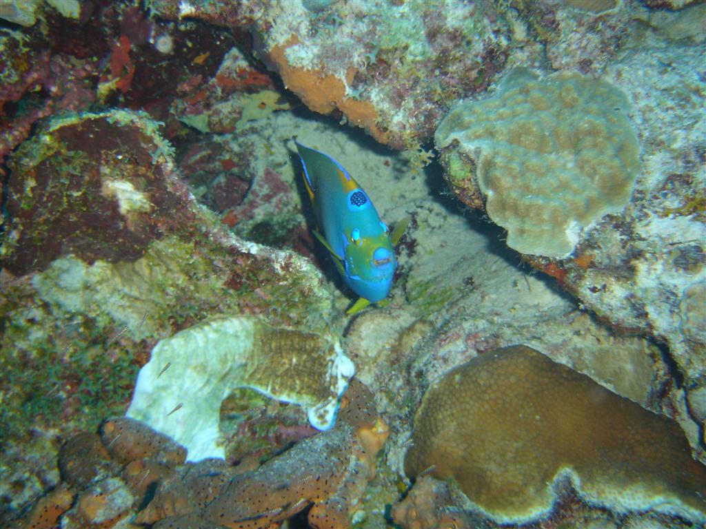 Paradise Divers Bonaire Trip