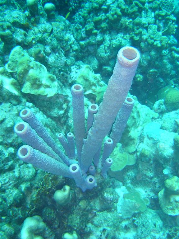 Paradise Divers Bonaire Trip