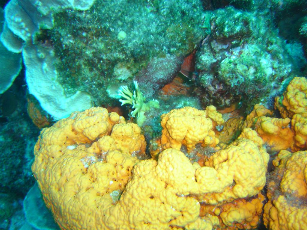 Paradise Divers Bonaire Trip