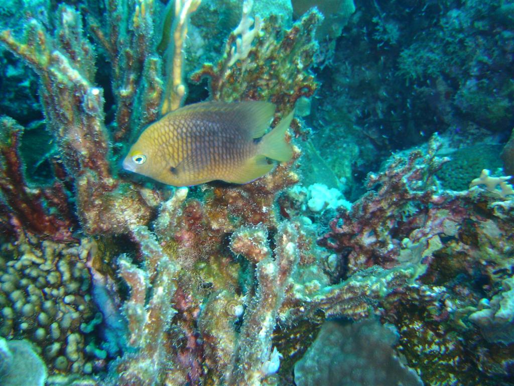 Paradise Divers Bonaire Trip