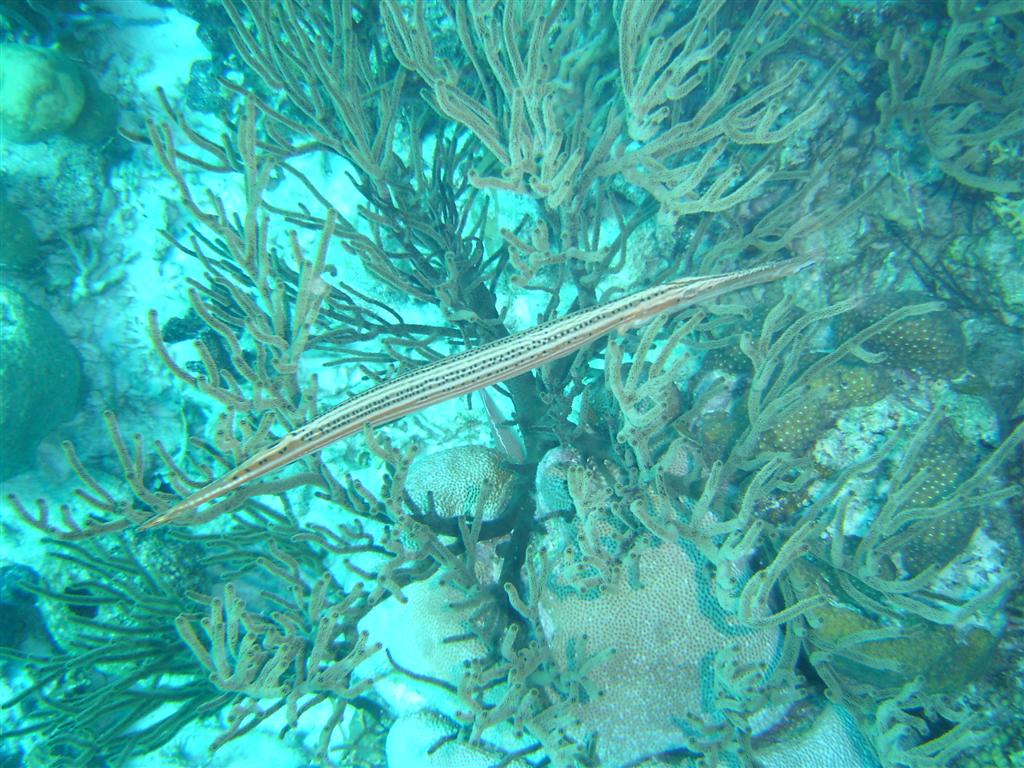 Paradise Divers Bonaire Trip