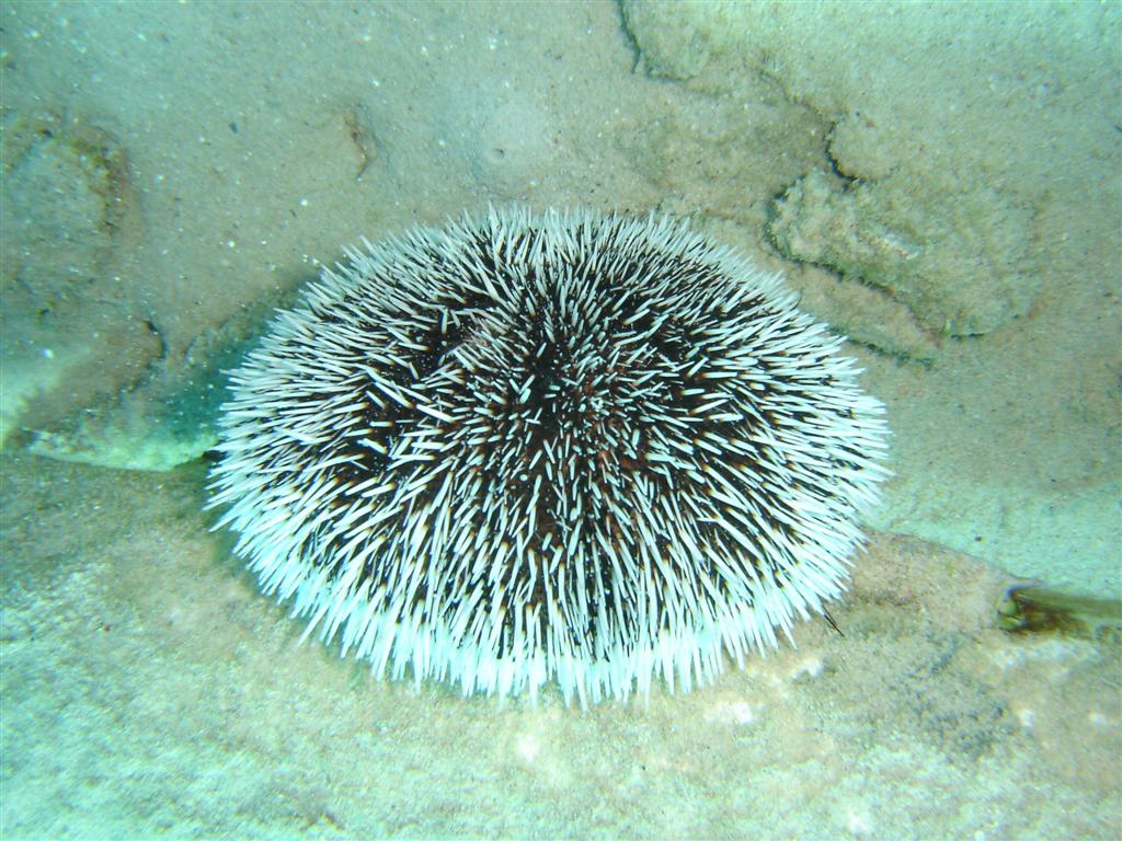 Paradise Divers Bonaire Trip