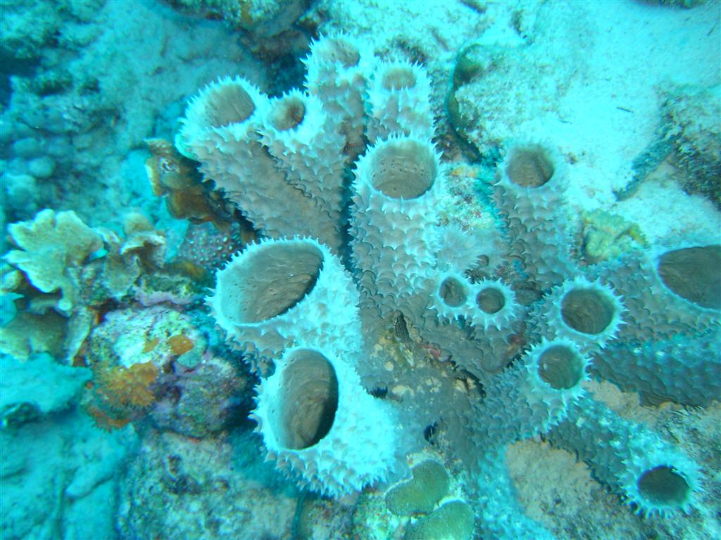 Paradise Divers Bonaire Trip