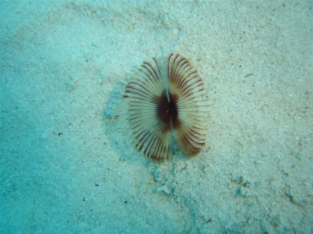 Paradise Divers Bonaire Trip