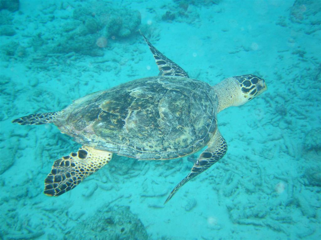 Paradise Divers Bonaire Trip