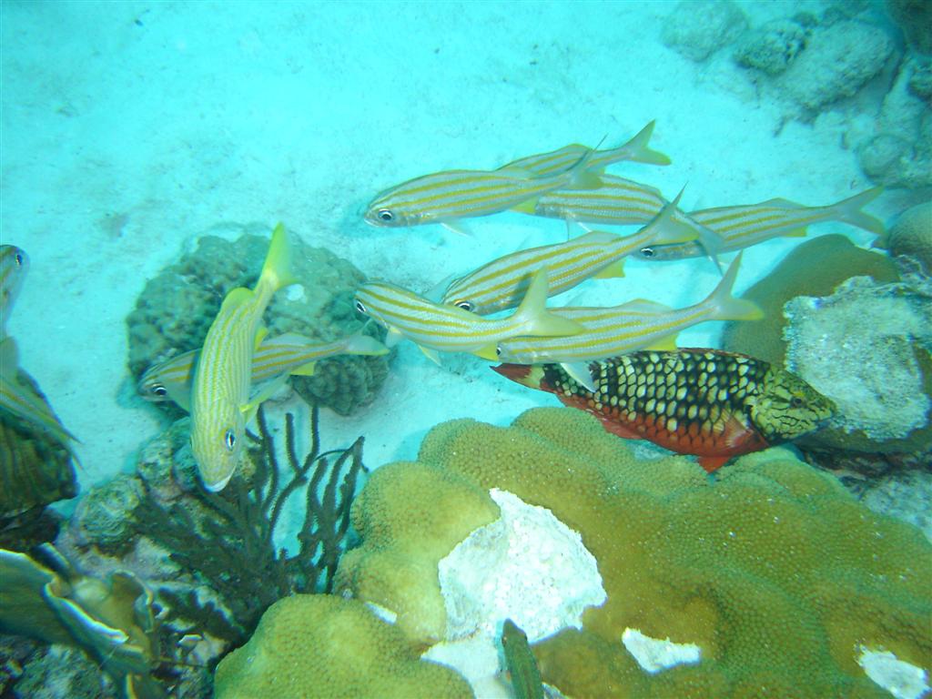 Paradise Divers Bonaire Trip