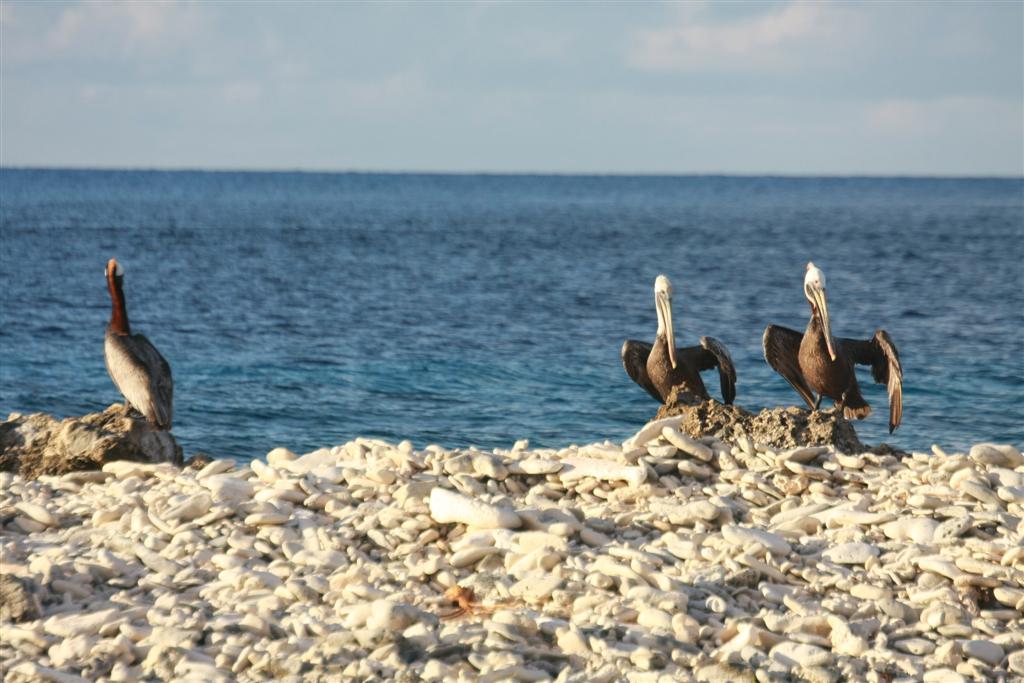 Paradise Divers Bonaire Trip