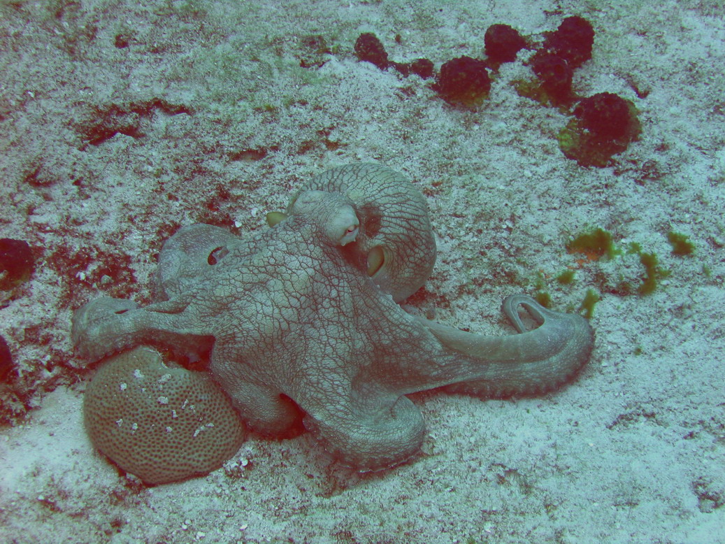 paradise  octopus 1