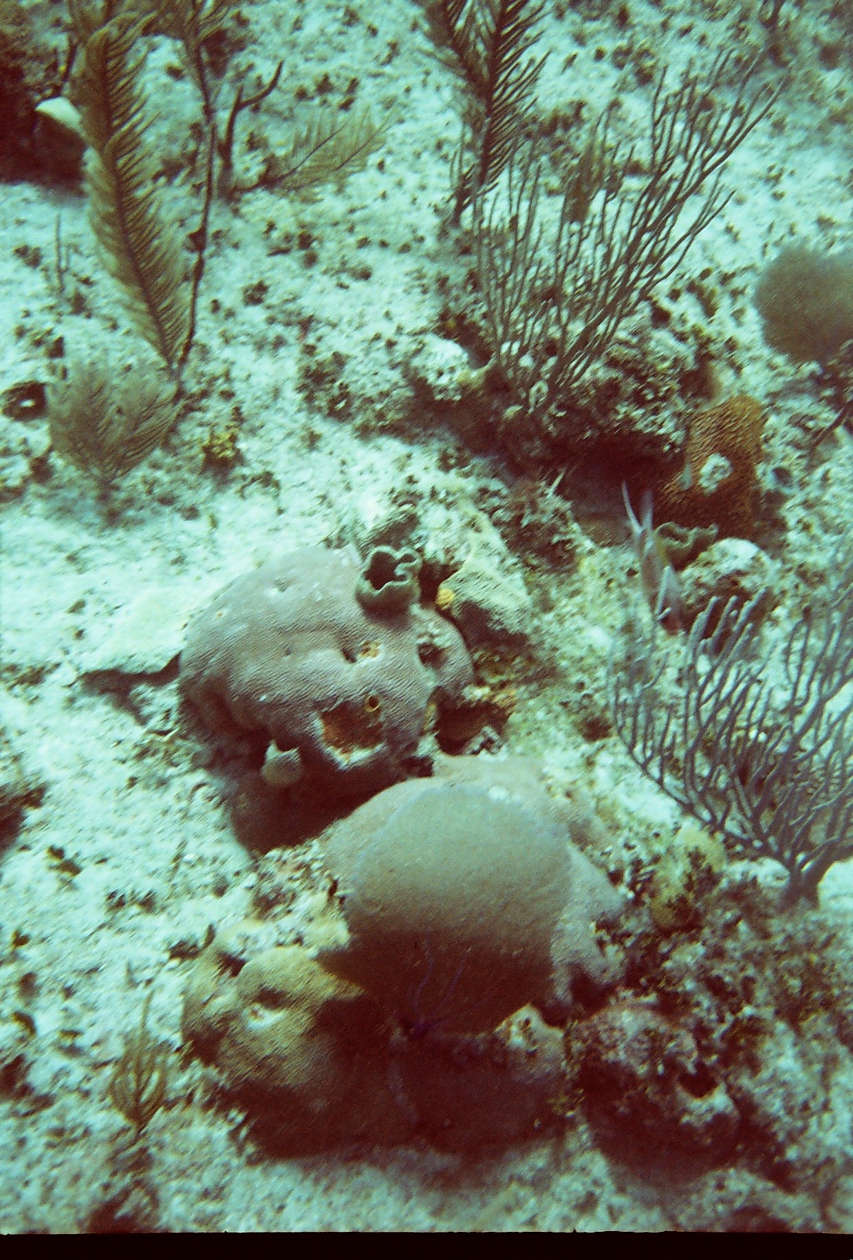 Paradise Reef, Nassau