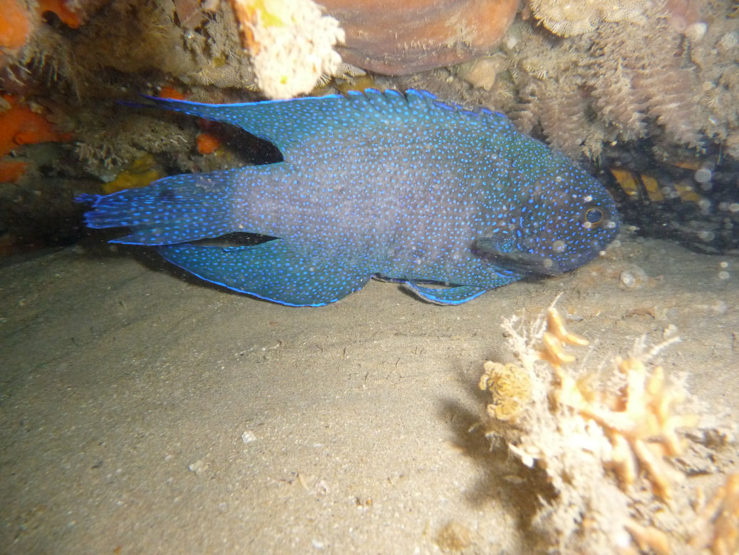 Paraplesiops meleagris (Southern Blue Devil)