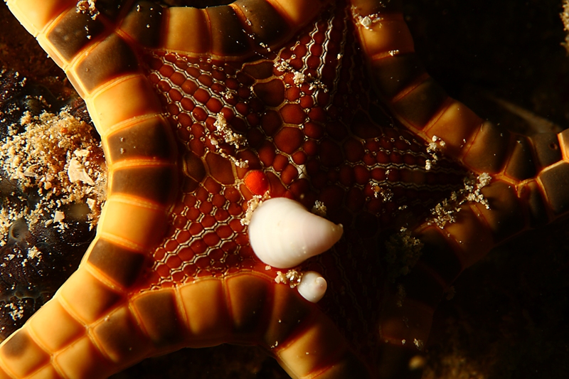 Parasitic Clam on a starfish