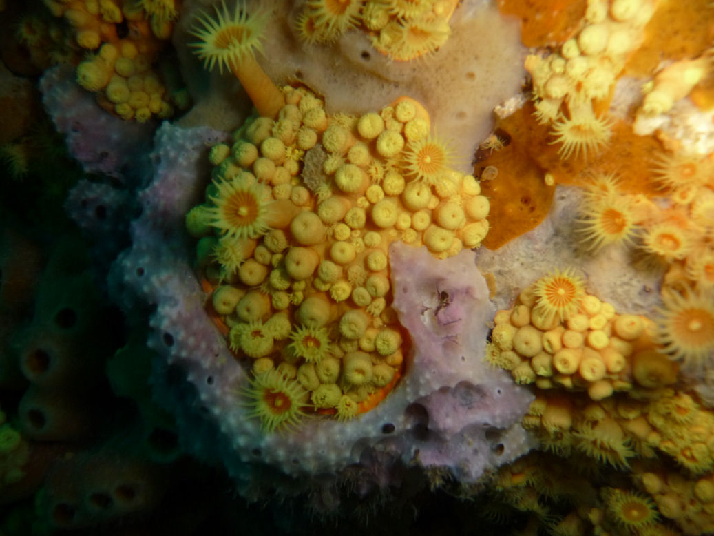 Parazoanthus sp. (Yellow zoanthid)