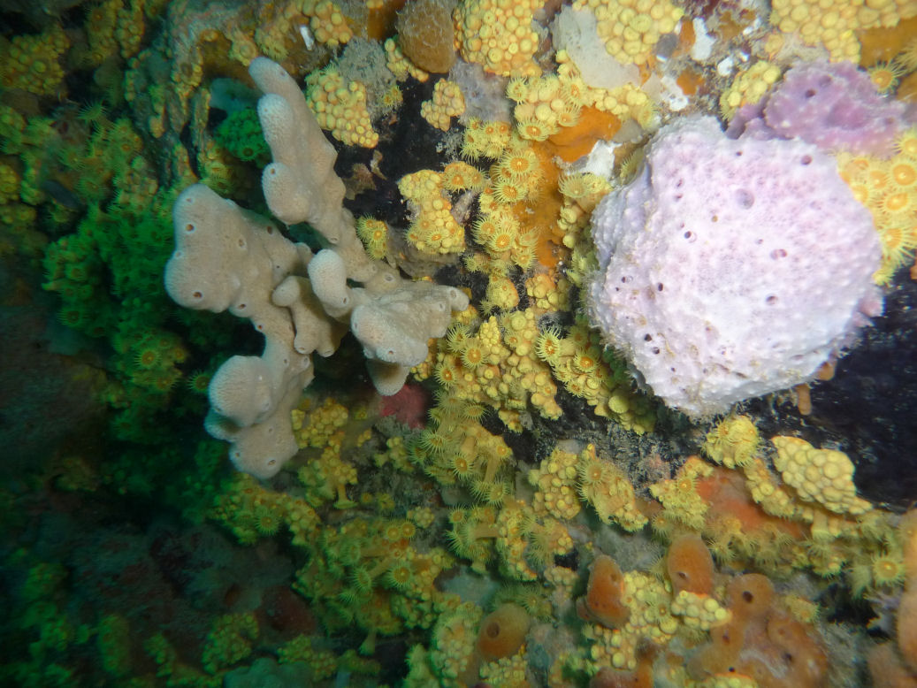 (Parazoanthus sp) Zoanthids at Boarfish Reef