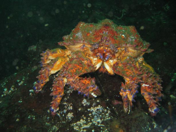 Parksville Peuget Sound King Crab