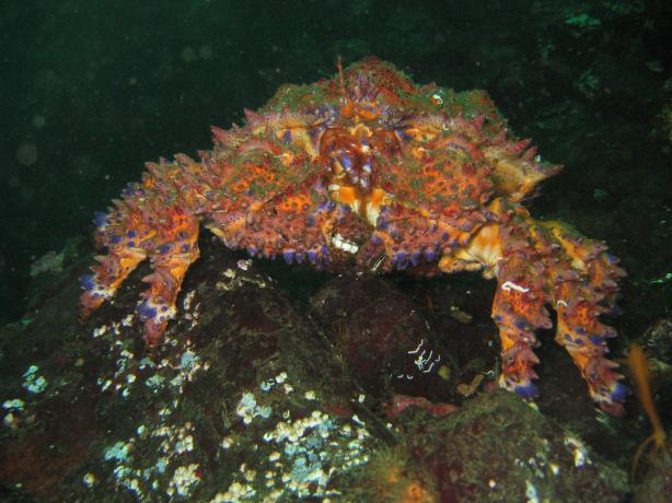 Parksville Peuget Sound King Crab