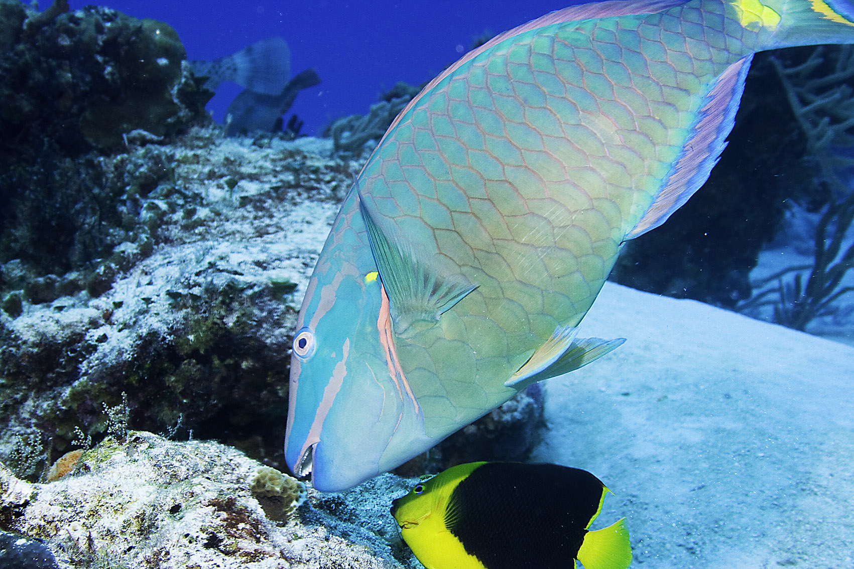 Parrot fish and friend