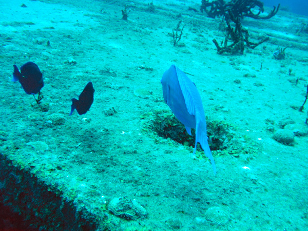 Parrot fish and friends