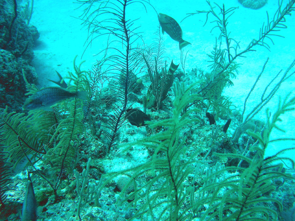 Parrot fish and reef