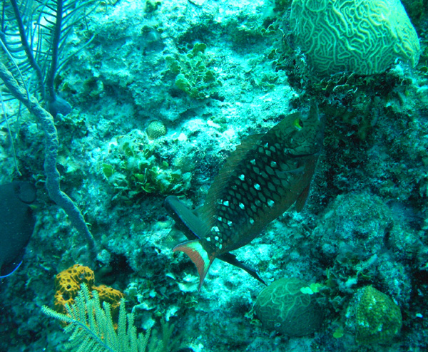 Parrot fish eating