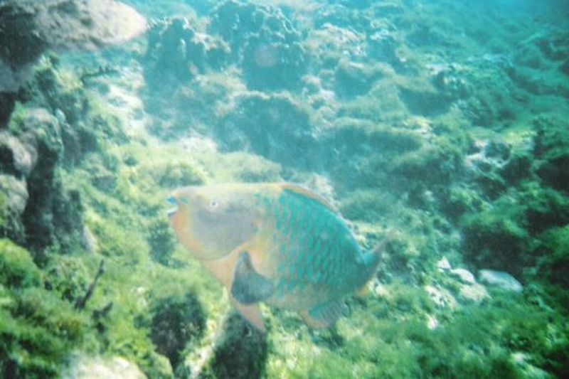 Parrot fish in Cancun.