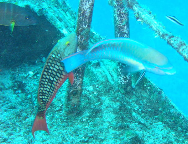 Parrot fish on the Sea Star