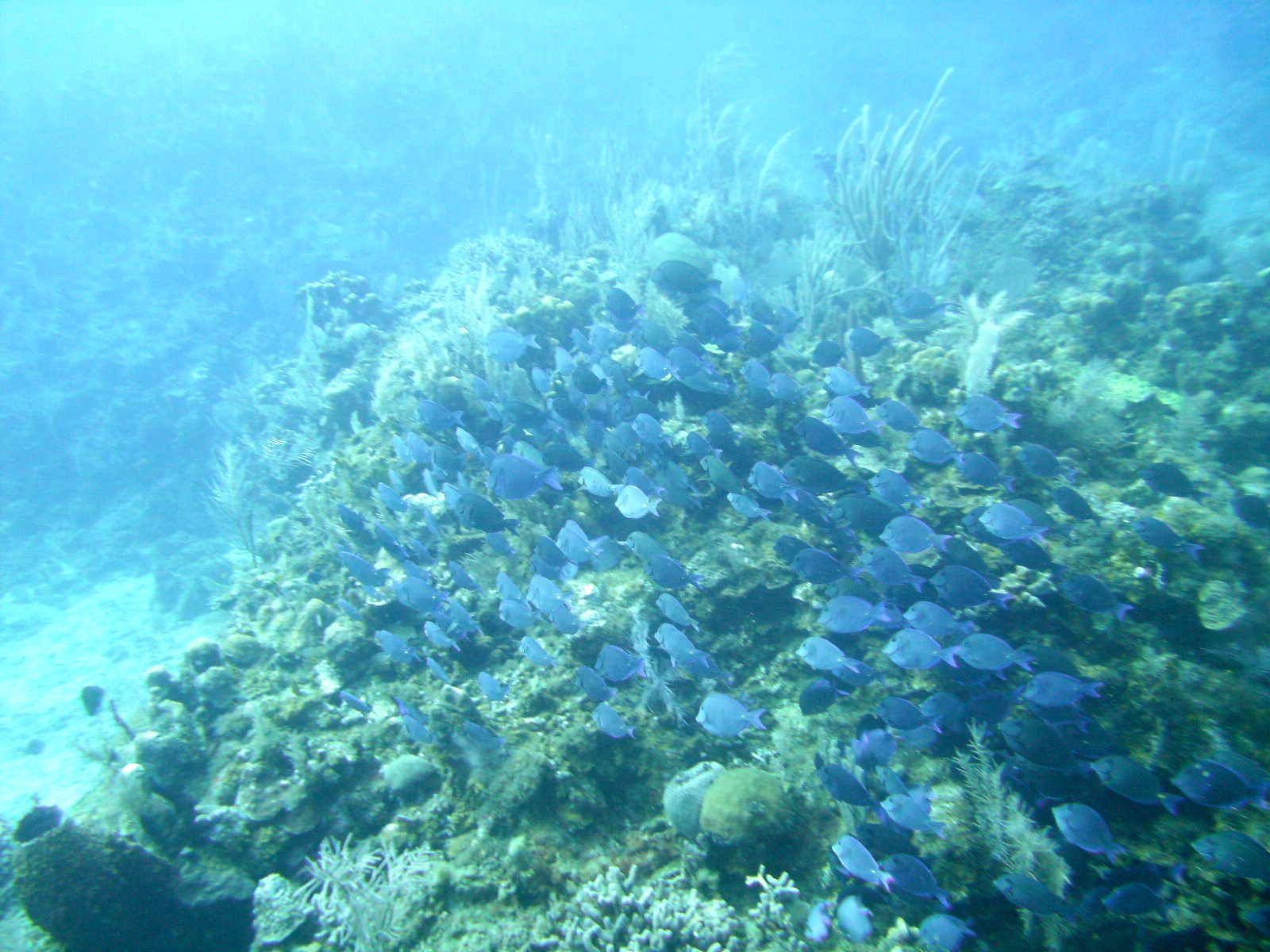 Parrot fish school