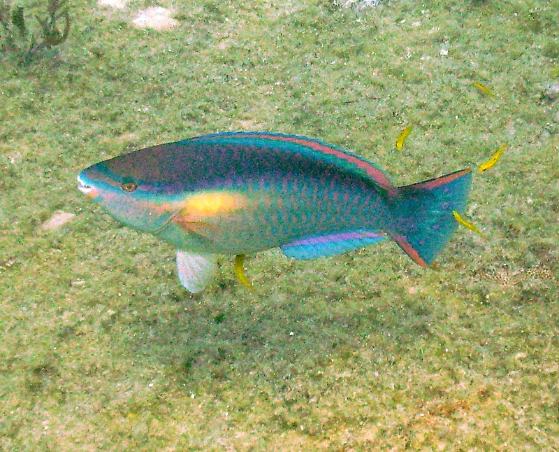 Parrot Fish