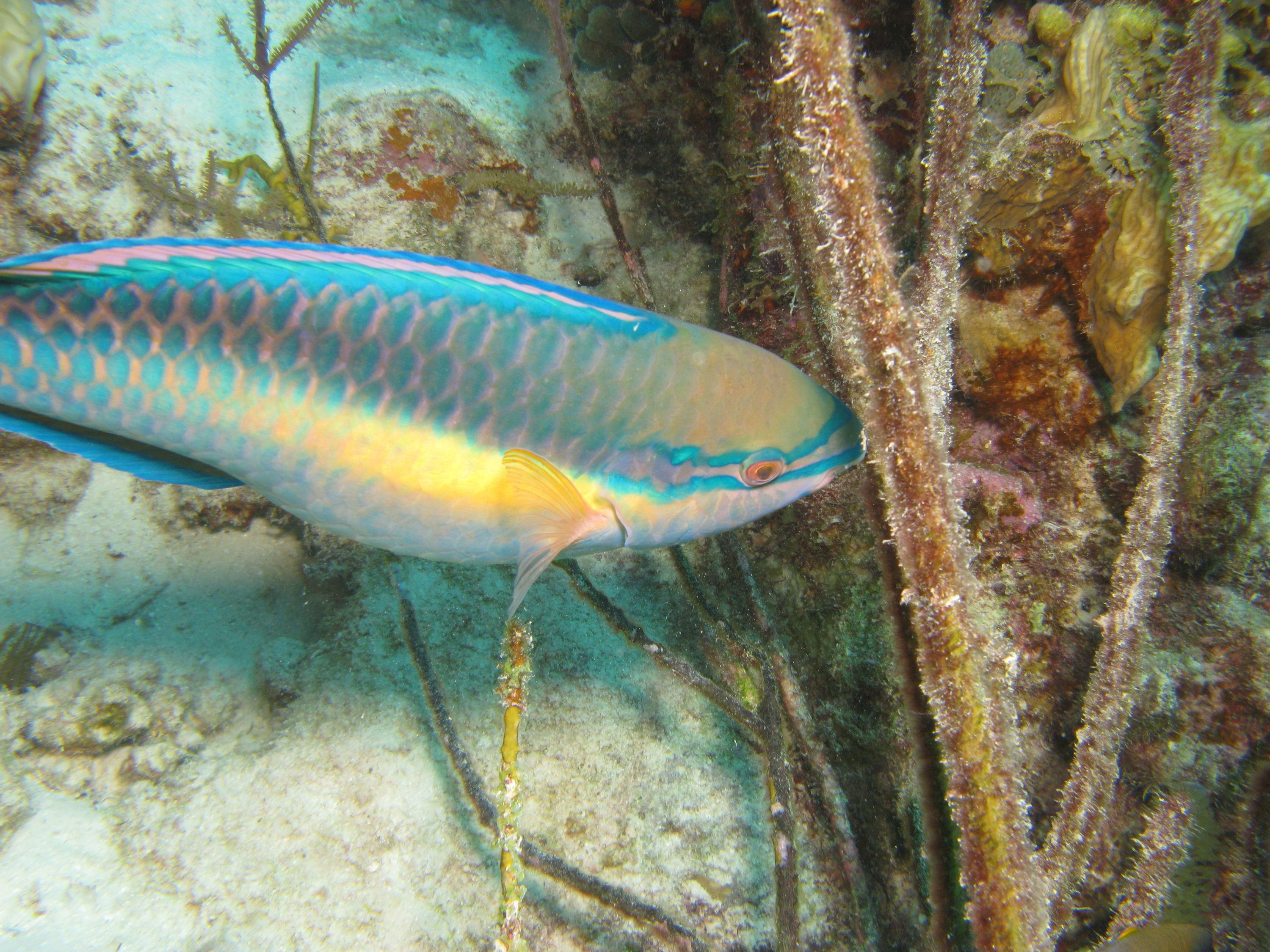 Parrot Fish