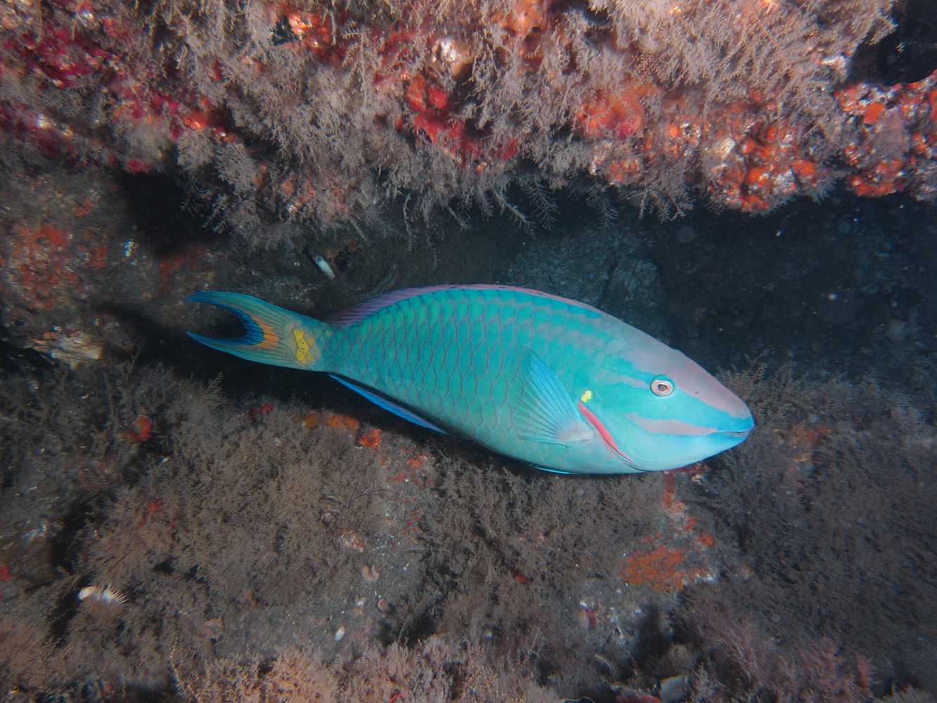 Parrot Fish