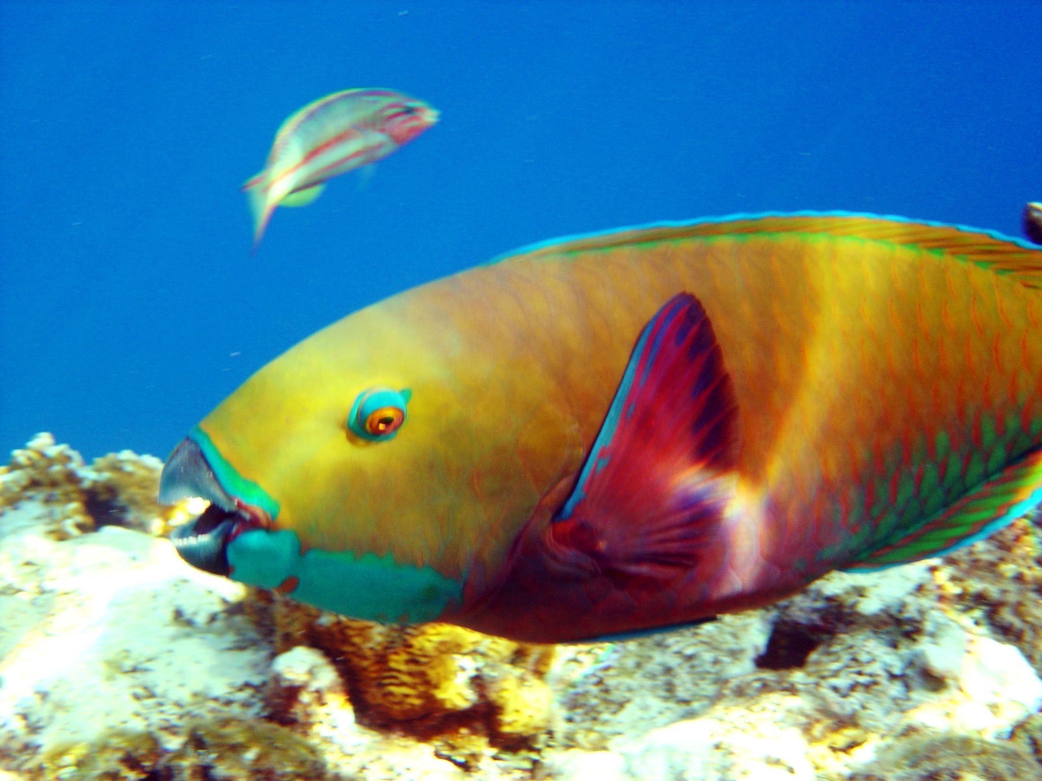 Parrot Fish