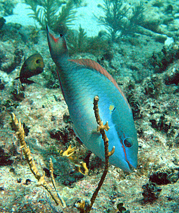 Parrot Fish