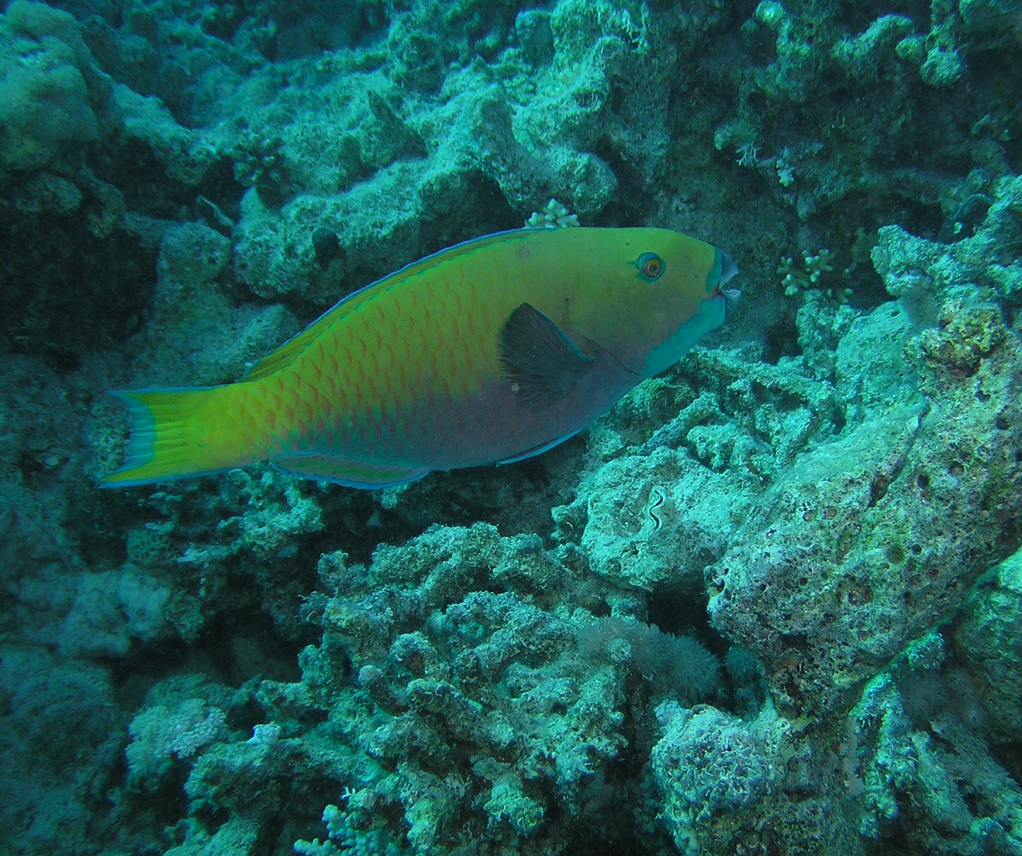 Parrot Fish