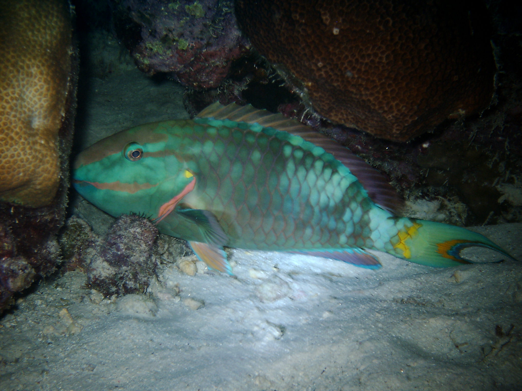 Parrot Fish