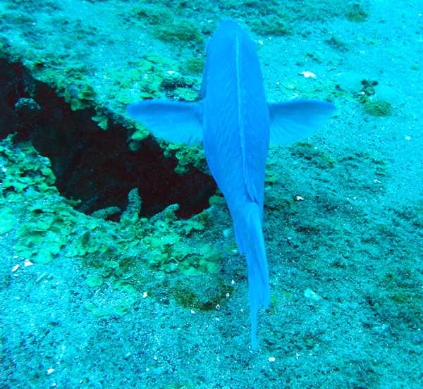 Parrot fish