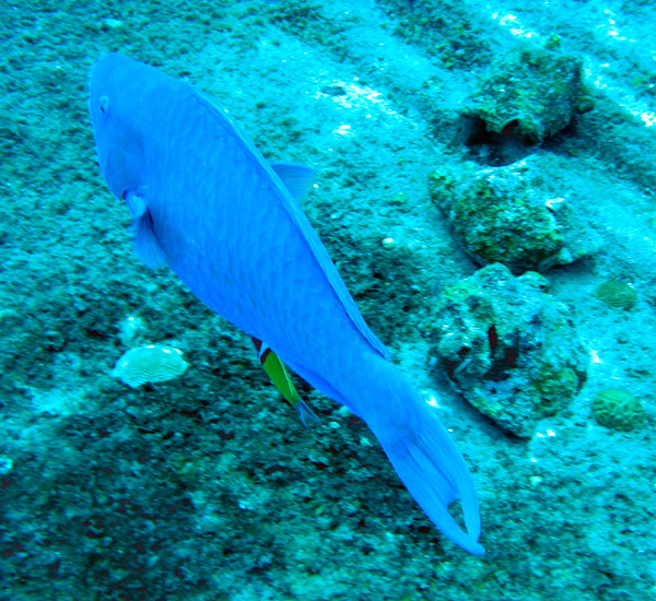 Parrot fish