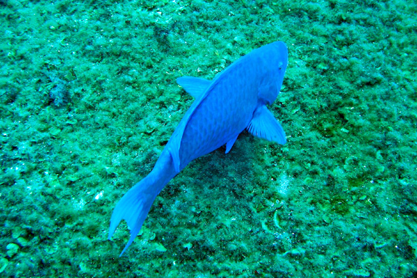 Parrot fish