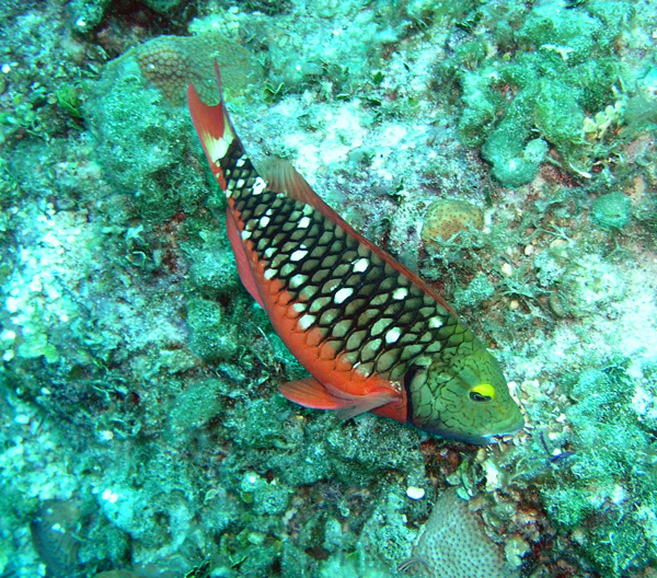 Parrot fish