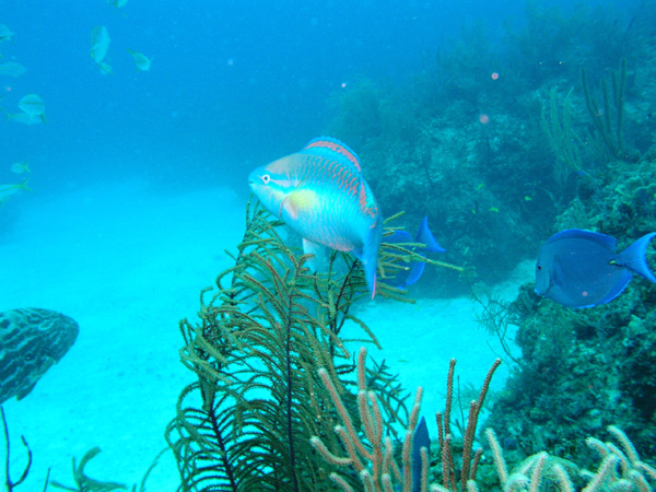 Parrot fish