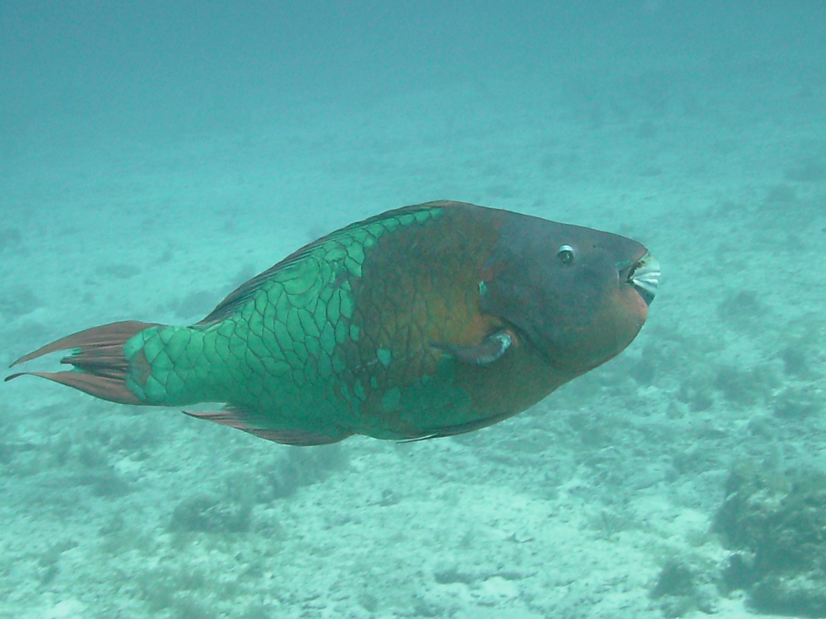 Parrot Fish