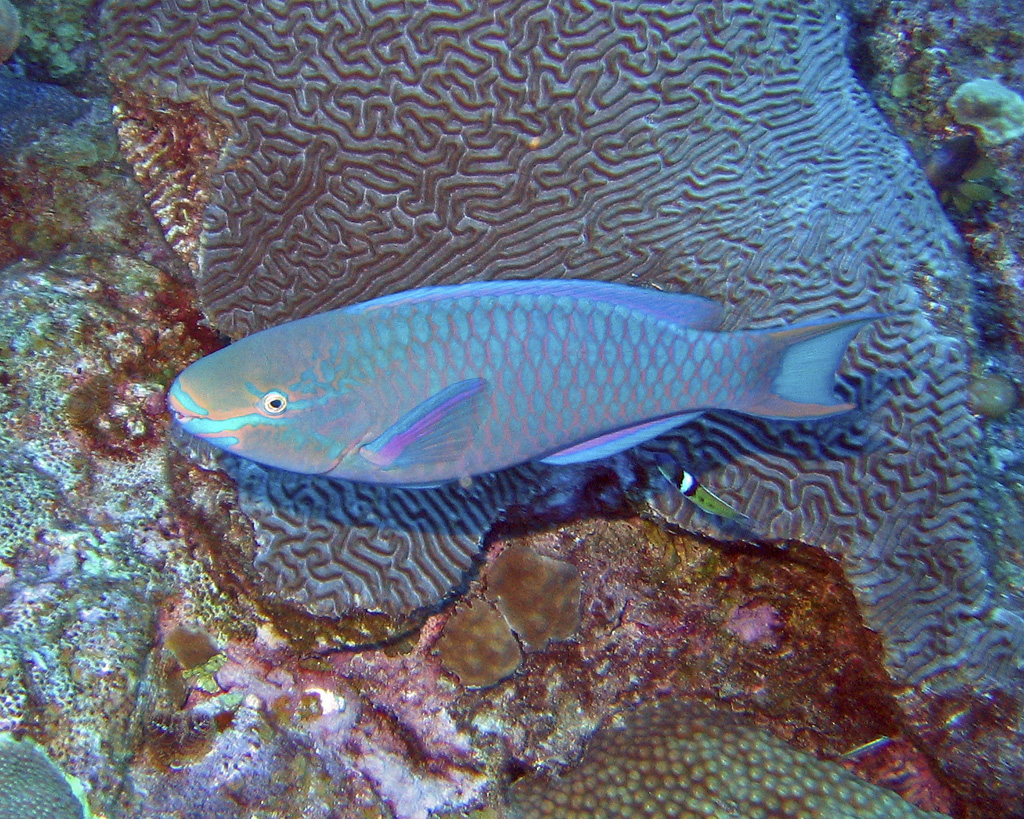 Parrot fish