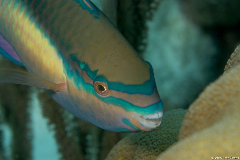 parrot_fish