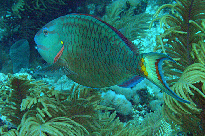 Parrot_Fish_7