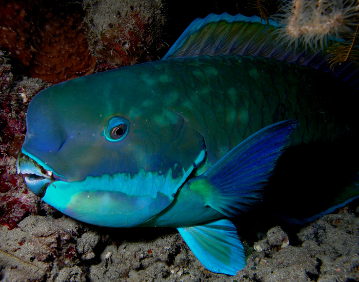 Parrotfish a snoozin'