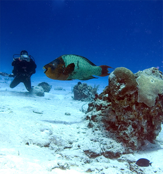 parrotfish about to have lunch :-)