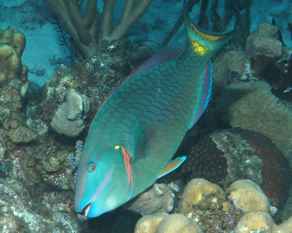 Parrotfish - Belize